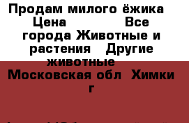 Продам милого ёжика › Цена ­ 10 000 - Все города Животные и растения » Другие животные   . Московская обл.,Химки г.